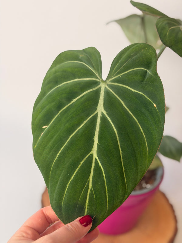 Philodendron gloriosum ‘Zebra’