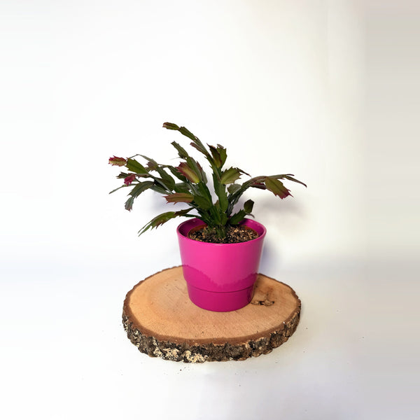 Schlumbergera, mix barev (vánoční kaktus)