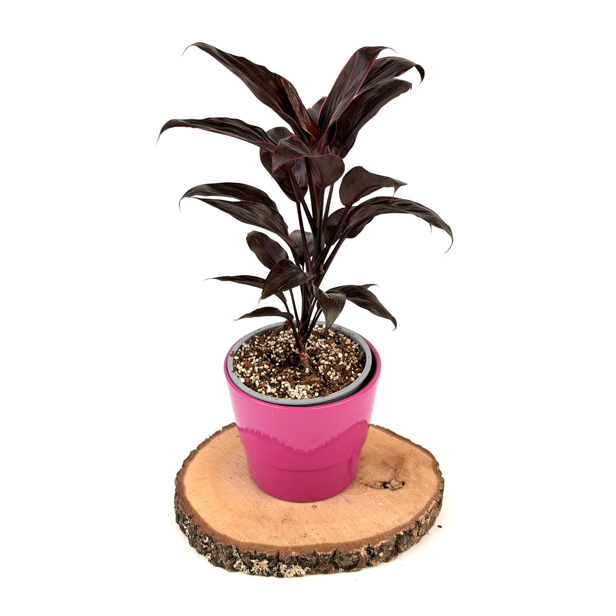 Cordyline fruticosa ‘Tango’ (kordylina)