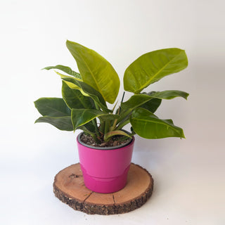 Philodendron ‘Moonlight’