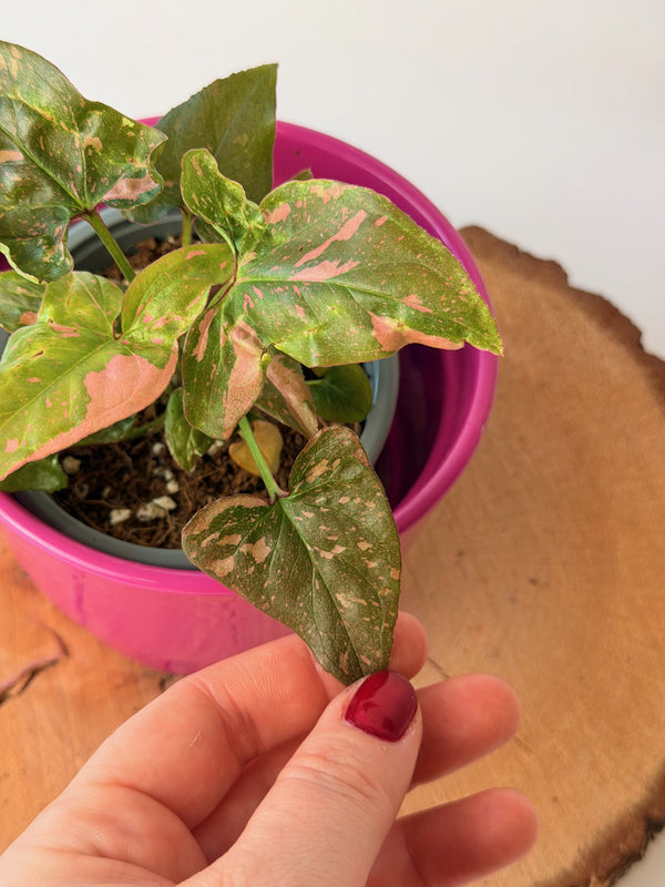 Syngonium podophyllum ‘Pink Splash’