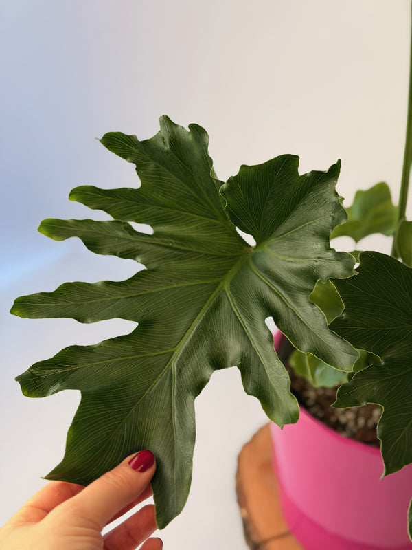 Thaumatophyllum bipinnatifidum ‘Selloum’