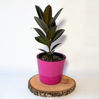 Ficus elastica ‘Melany’ (fíkus)