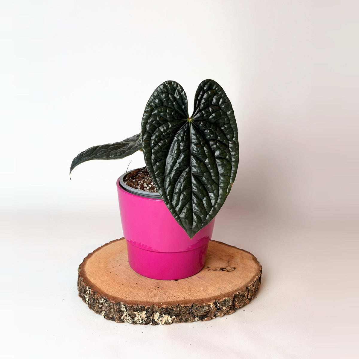 Anthurium luxurians