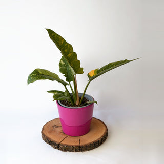 Philodendron ‘Ring of Fire’