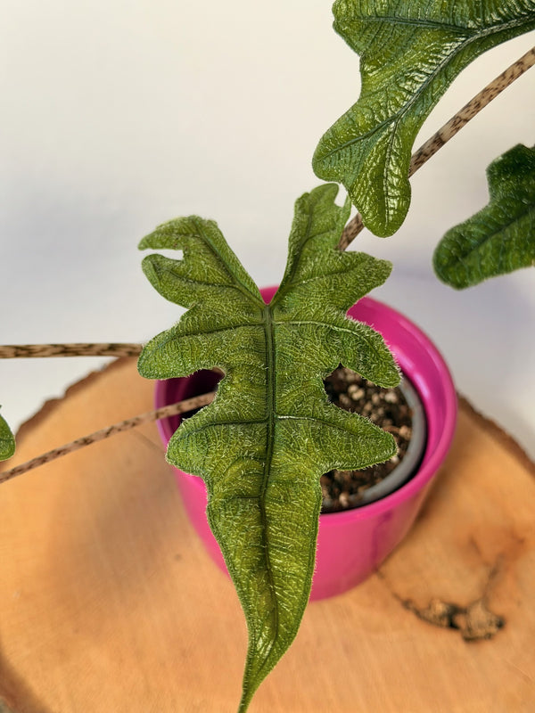Alocasia ‘Jacklyn’