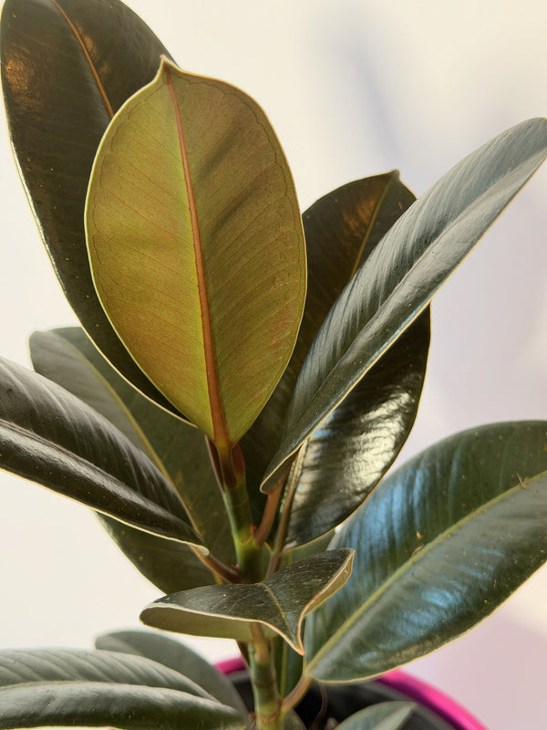 Ficus elastica ‘Melany’ (fíkus)