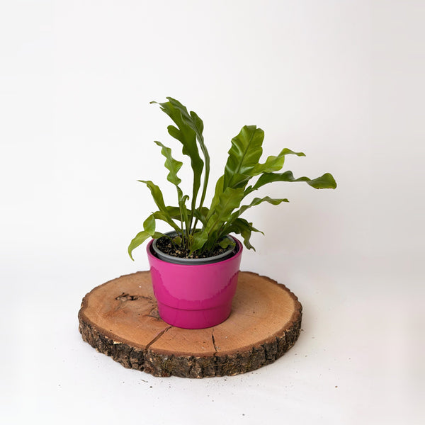 Asplenium (mix druhů)