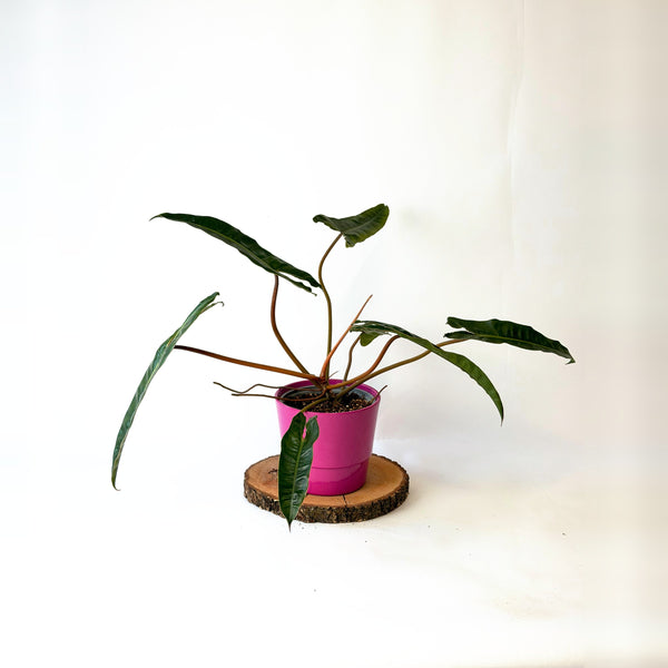 Philodendron billietiae