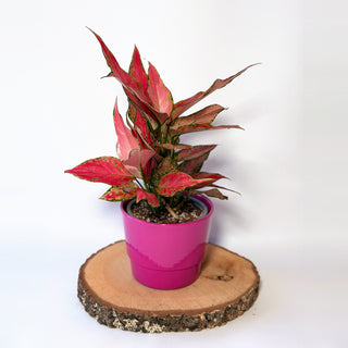 Aglaonema ‘Jungle Red’