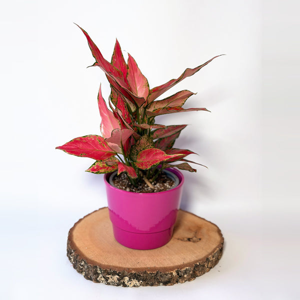 Aglaonema ‘Jungle Red’