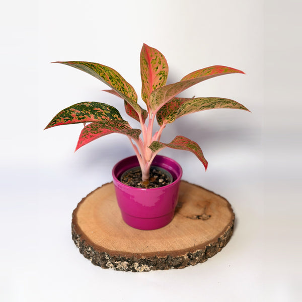 Aglaonema ‘Prestige’