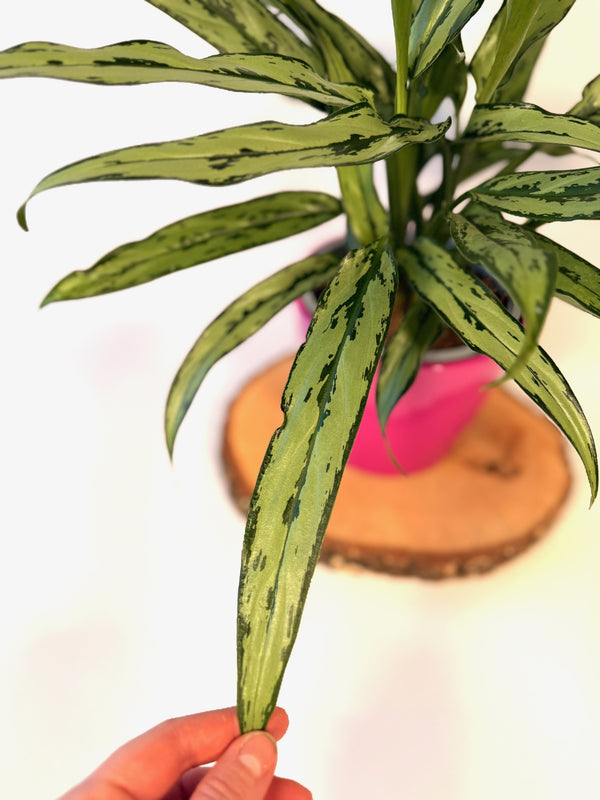 Aglaonema ‘Cutlass’