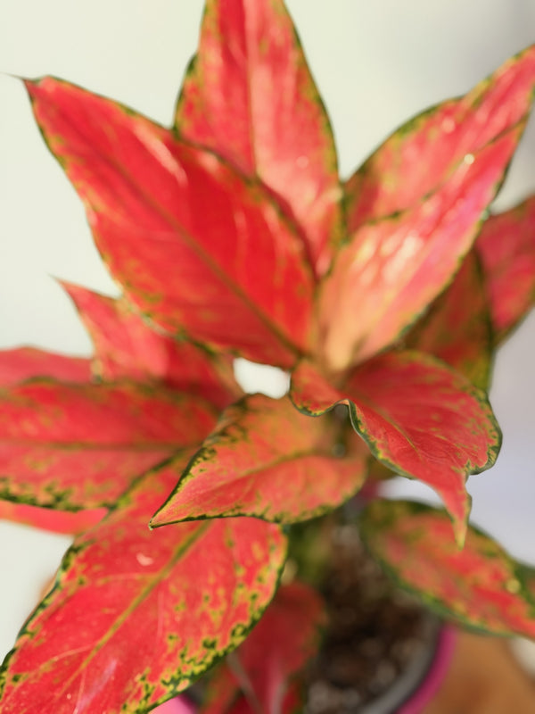 Aglaonema ‘Jungle Red’