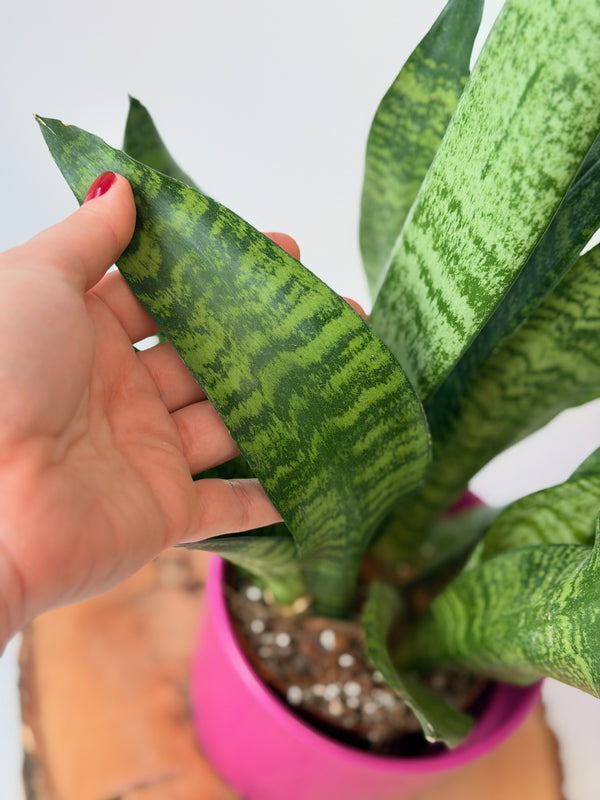 Sansevieria zeylanica