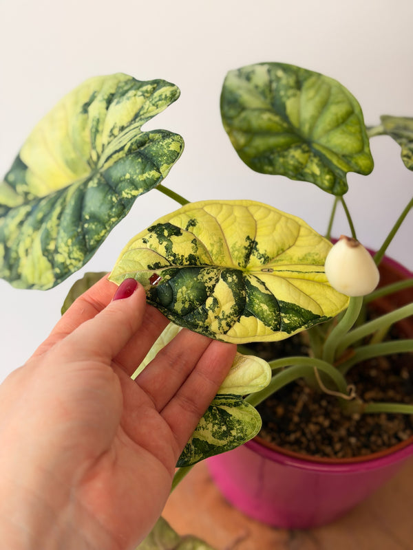 Alocasia baginda ‘Dragon Scale’ Variegata