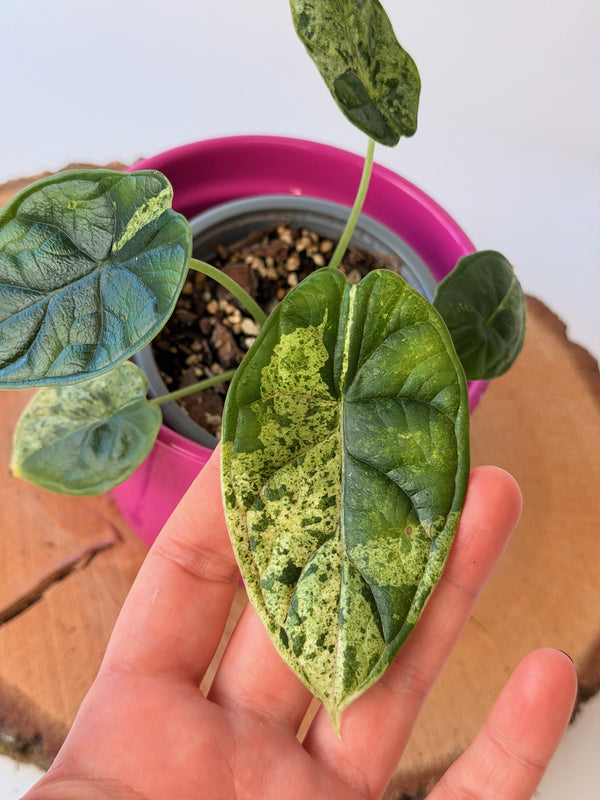 Alocasia baginda ‘Dragon Scale Mint’
