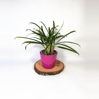 Aglaonema commutatum ‘BitKiss’