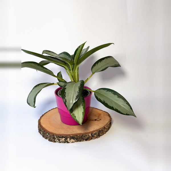 Aglaonema ‘Silver Blue’