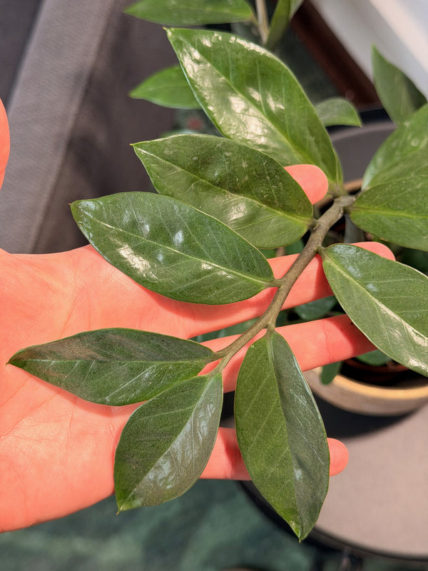 Zamioculcas zamiifolia (zamiokulkas)