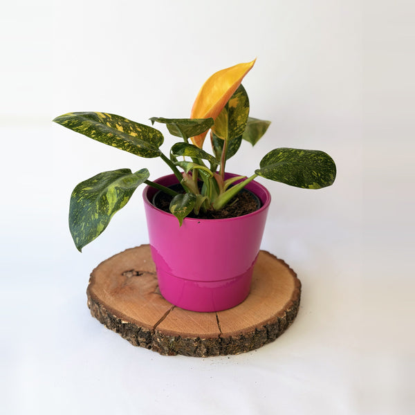 Philodendron ‘Green Congo Variegata’