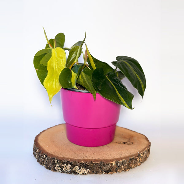 Philodendron hederaceum ‘Brasil’