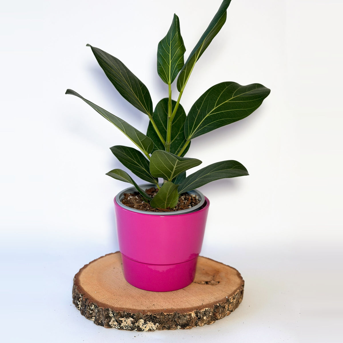 Ficus benghalensis ‘Audrey’ (fíkus)