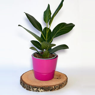 Ficus benghalensis ‘Audrey’ (fíkus)