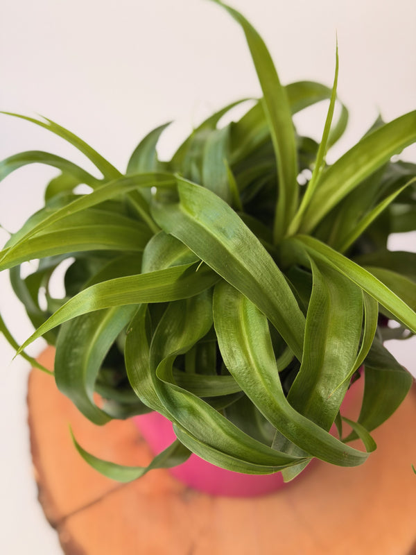 Chlorophytum comosum ‘Green Bonnie’ (zelenec)
