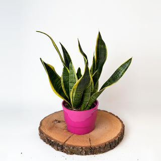 Sansevieria trifasciata ‘Futura Superba’