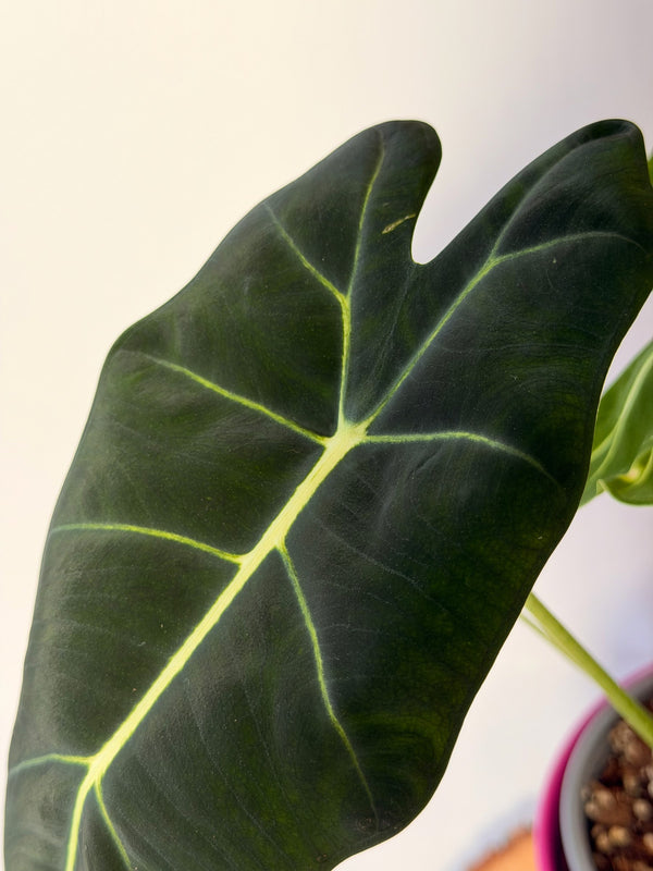 Alocasia micholitziana ‘Frydek’