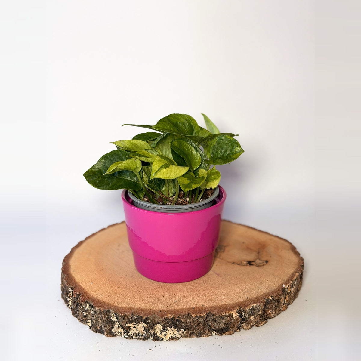 Epipremnum pinnatum ‘Lemon Joy’