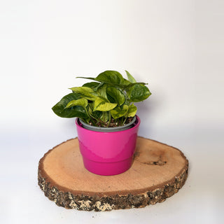 Epipremnum pinnatum ‘Lemon Joy’