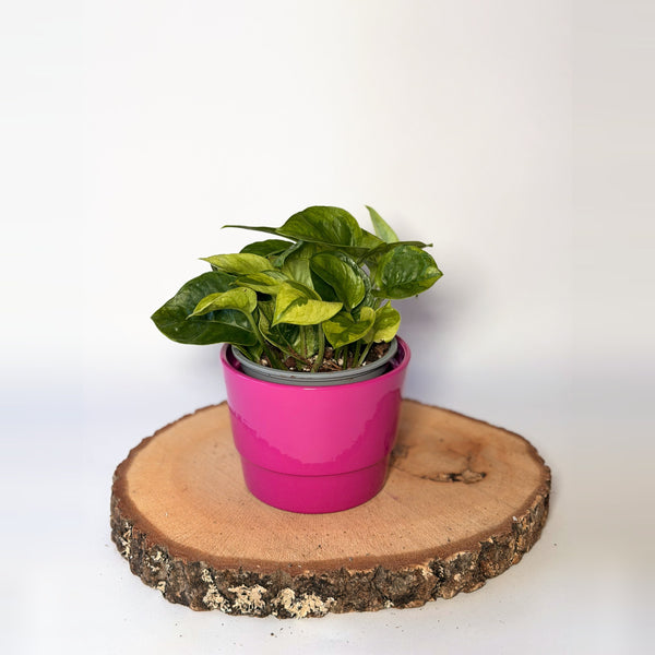 Epipremnum pinnatum ‘Lemon Joy’