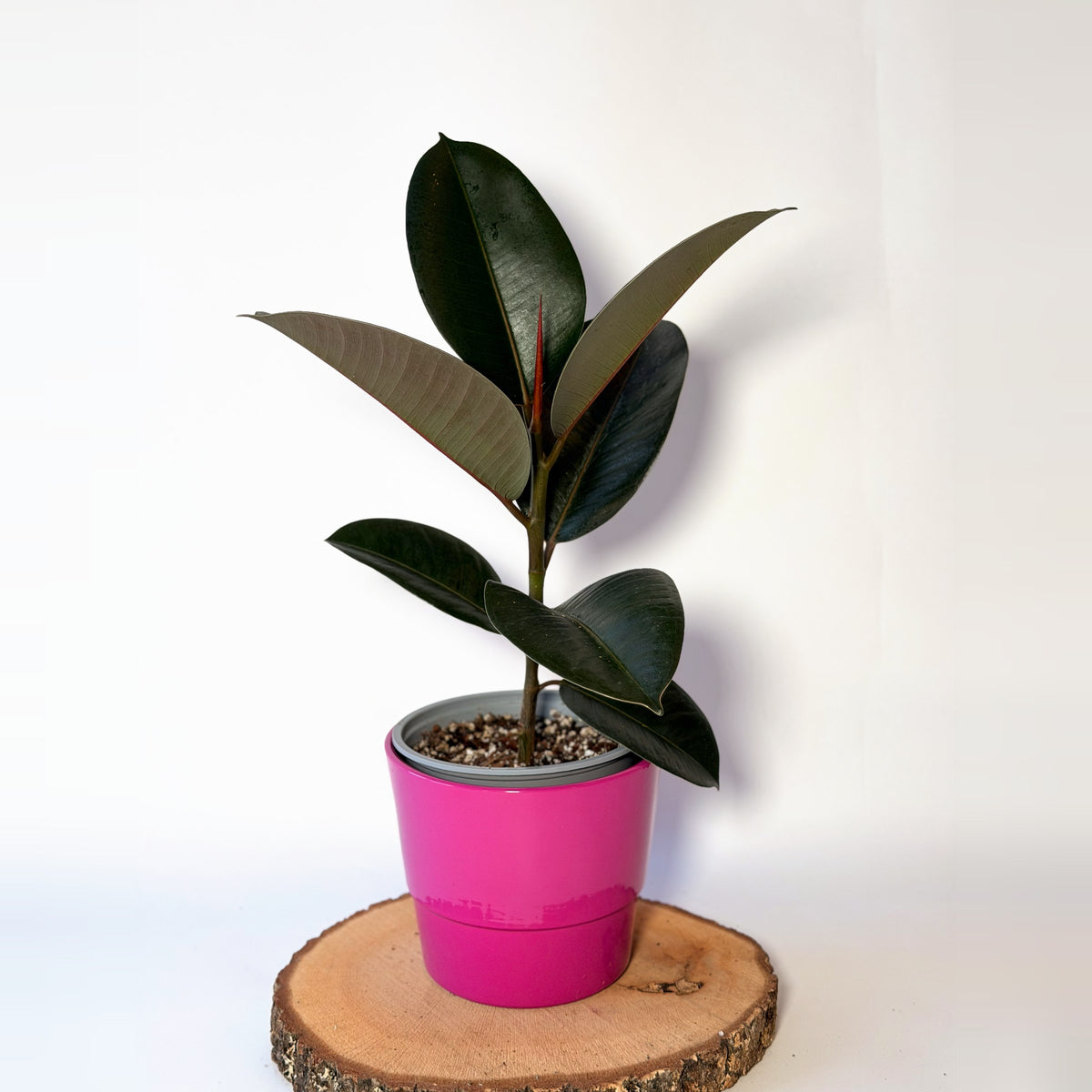 Ficus elastica ‘Robusta’ (fíkus)