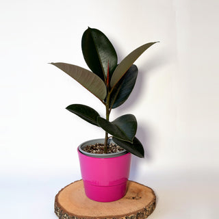 Ficus elastica ‘Robusta’ (fíkus)