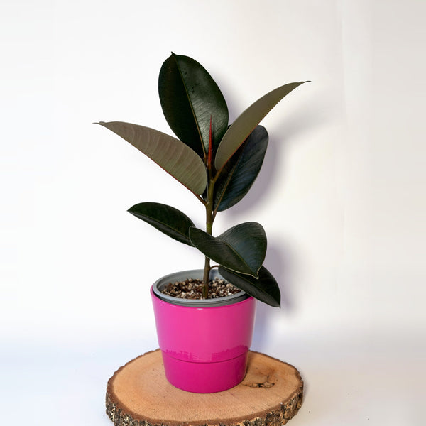 Ficus elastica ‘Robusta’ (fíkus)