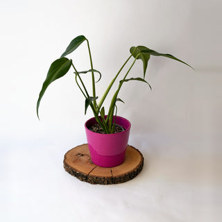 Monstera deliciosa ‘Burle Marx Flame’