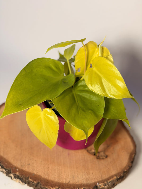 Philodendron ‘Neon’