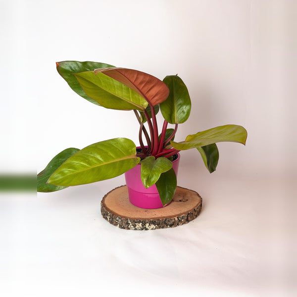 Philodendron ‘Prince of Orange’