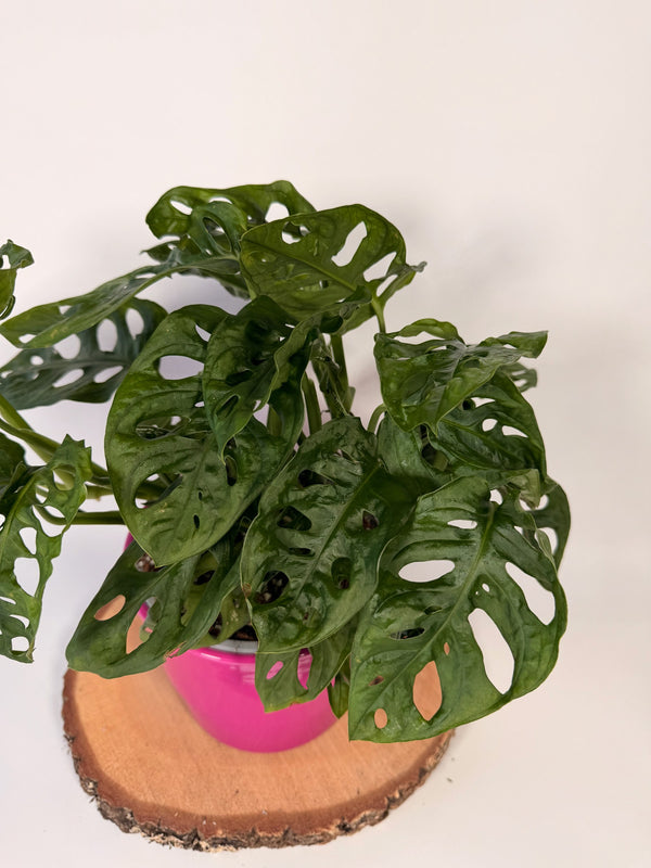Monstera adansonii ‘Monkey Mask’
