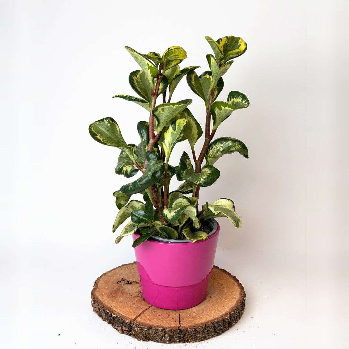 Peperomia obtusifolia ‘Variegata’ (pepřinec)