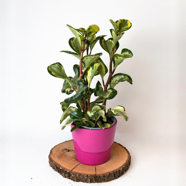 Peperomia obtusifolia ‘Variegata’ (pepřinec)