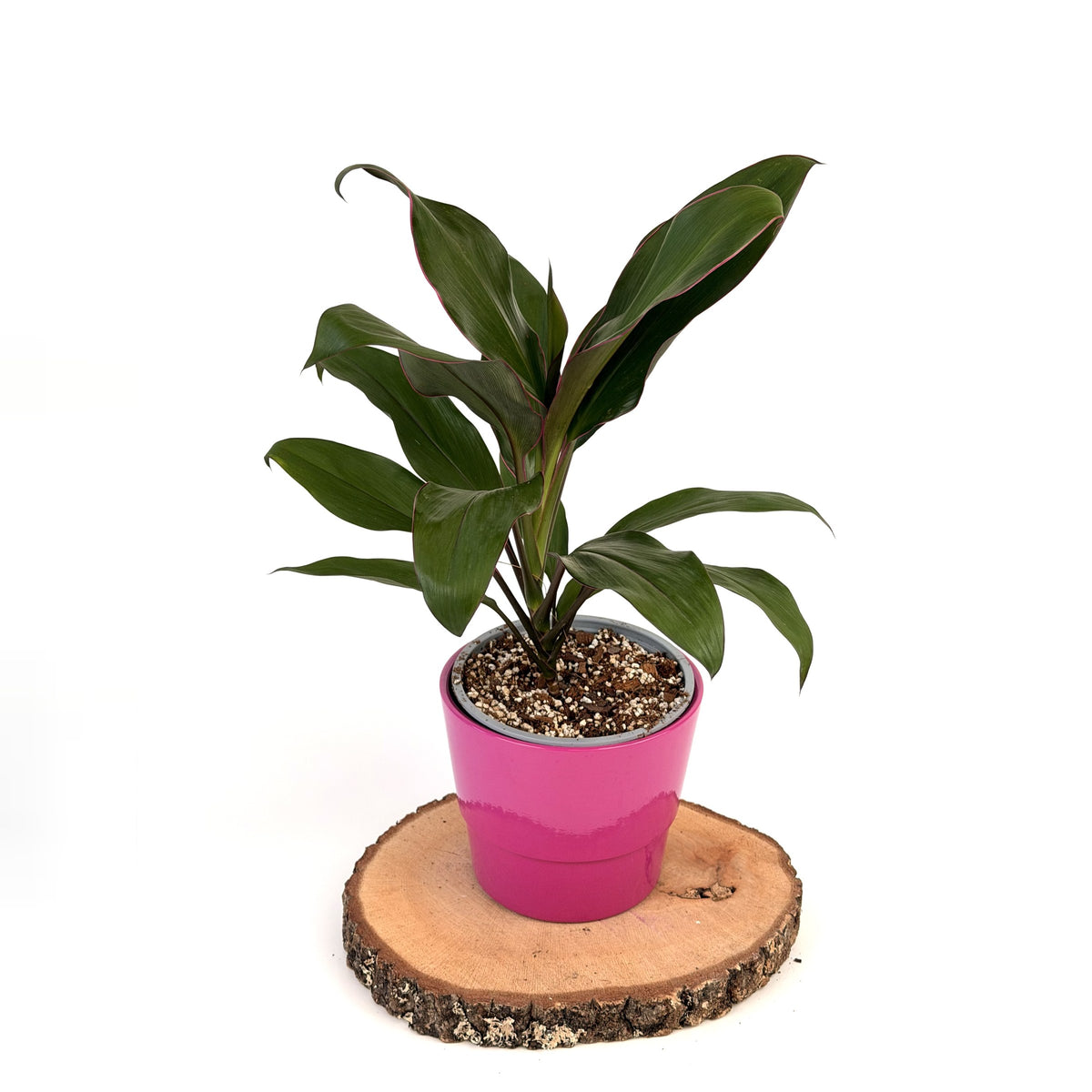 Cordyline fruticosa ‘Red Edge’ (kordylina)