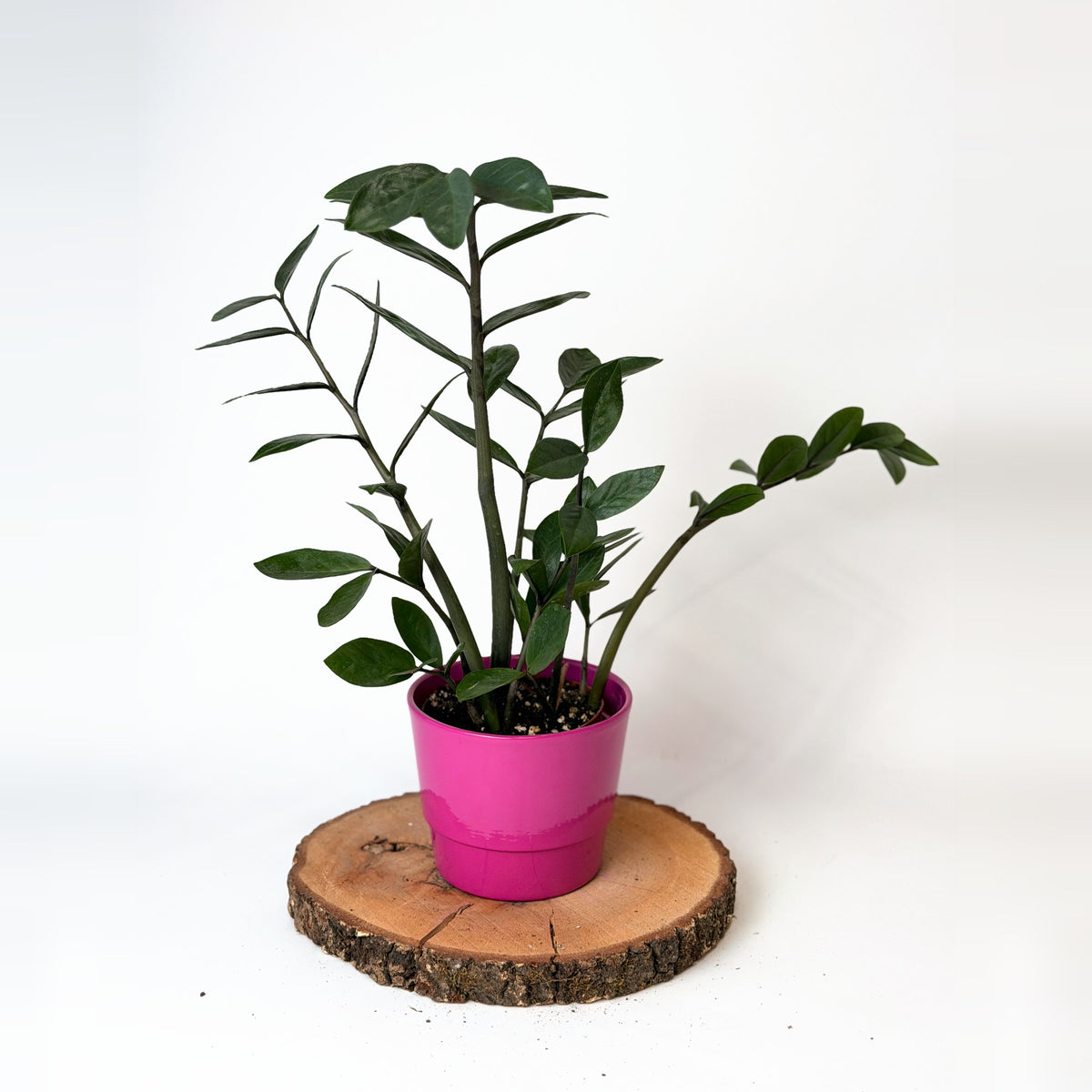 Zamioculcas zamiifolia (zamiokulkas)