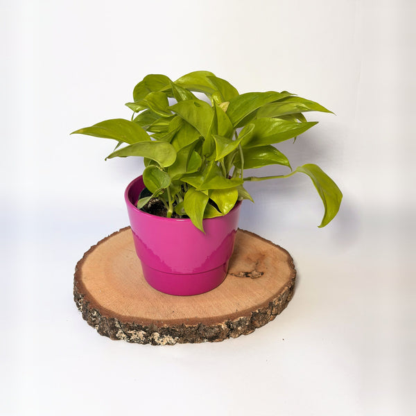 Epipremnum pinnatum ‘Champs-Élysées’