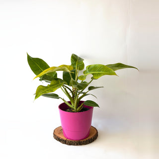 Philodendron ‘Calkins Gold’