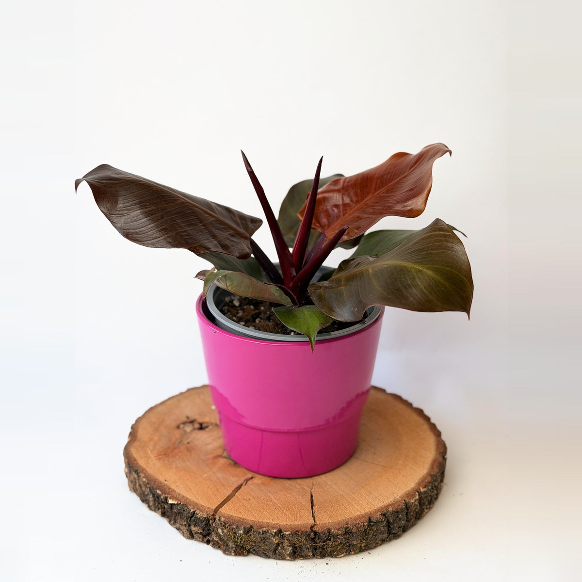 Philodendron ‘Red Cherry’