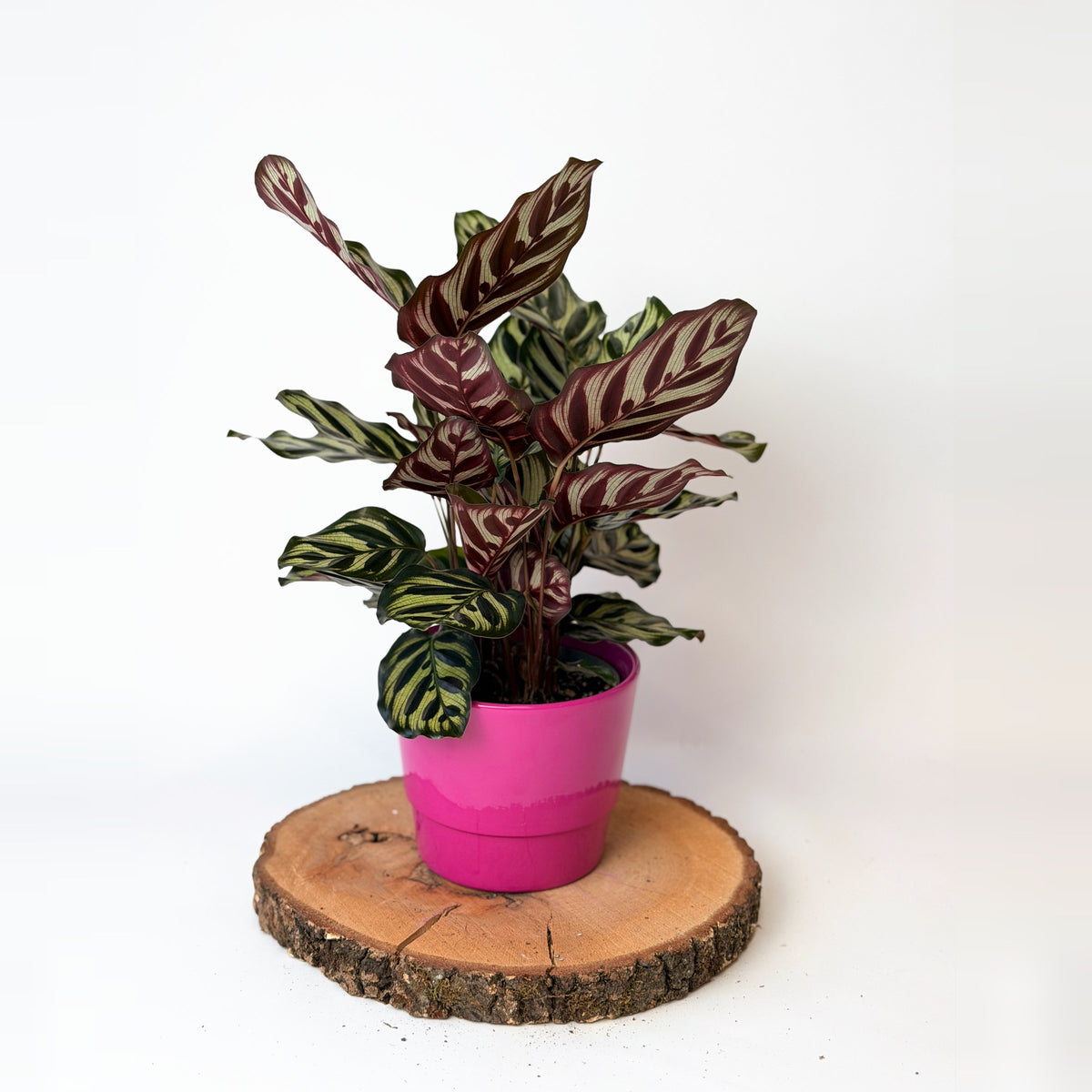 Calathea makoyana (kalatea)