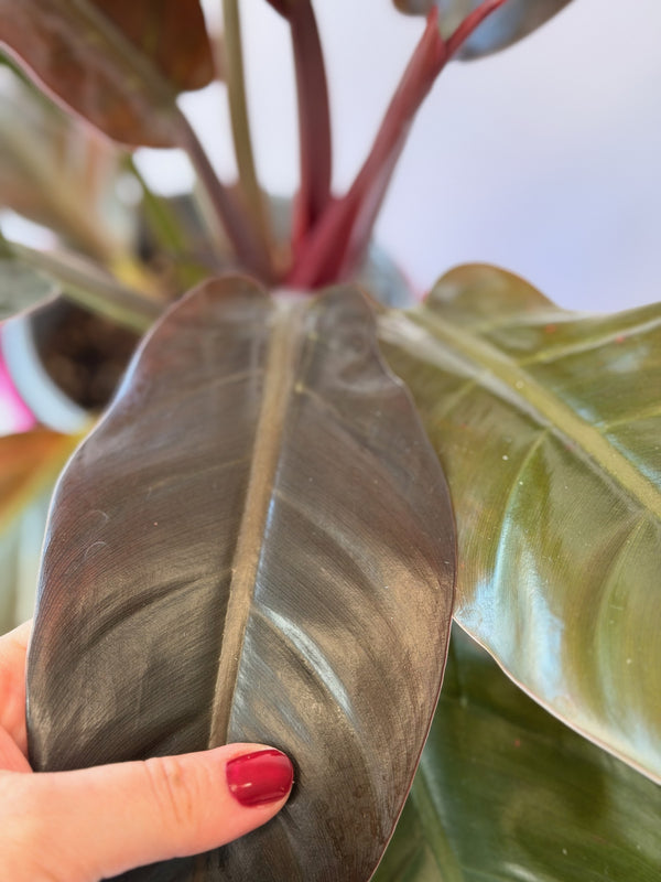 Philodendron ‘Imperial Red’